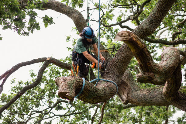 Best Tree and Shrub Care  in Round Lake, IL