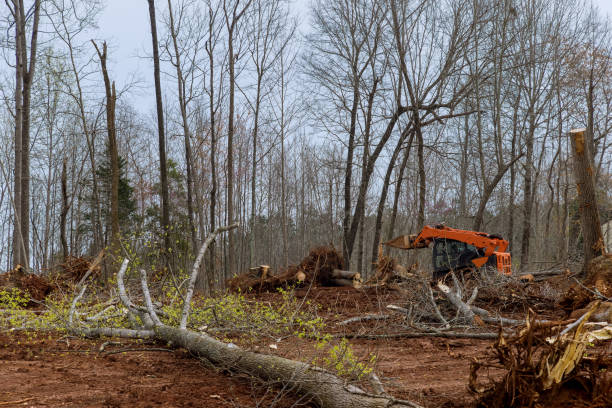 Best Root Management and Removal  in Round Lake, IL