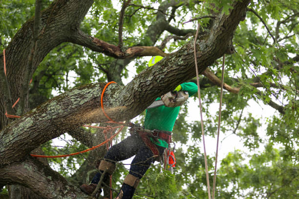 Best Stump Grinding and Removal  in Round Lake, IL