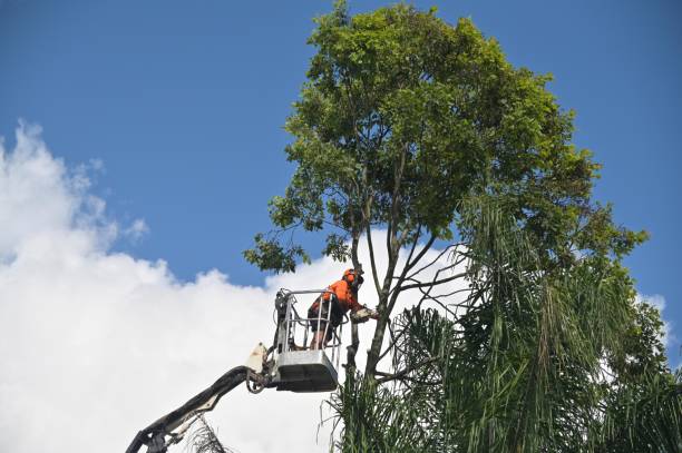 Best Fruit Tree Pruning  in Round Lake, IL