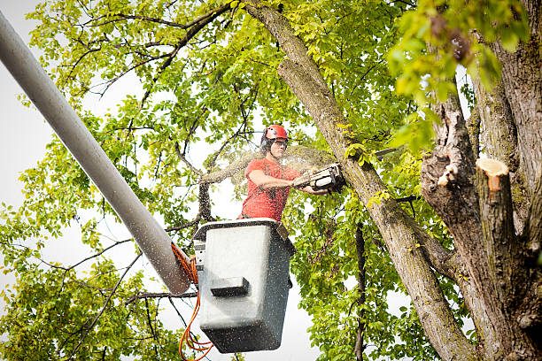 Best Hedge Trimming  in Round Lake, IL