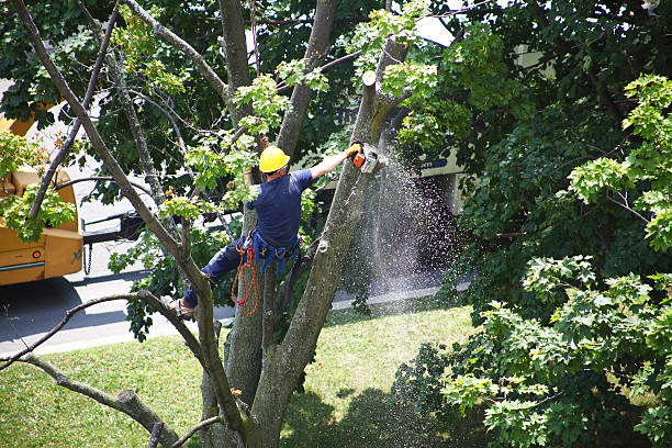 Best Utility Line Clearance  in Round Lake, IL