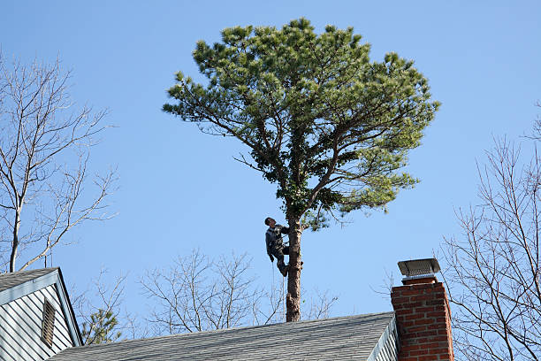 Best Tree Removal  in Round Lake, IL